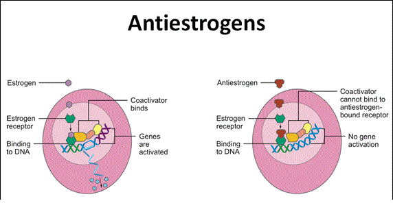 Anti Estrogens